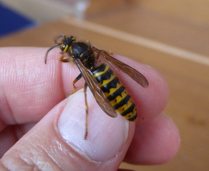 Dolichovespula media,  Vespidae